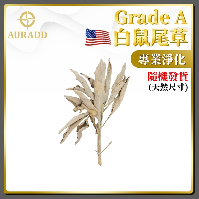 (Random Delivery 1-Big Leave ) Professional Grade A  American Natural White Sage Springs AD-SAGE-JB1